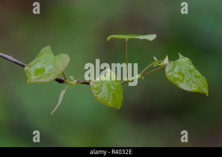 Östlicher Rotknöchel, Cercis canadensis, Blätter, die im Frühjahr auftauen Stockfoto