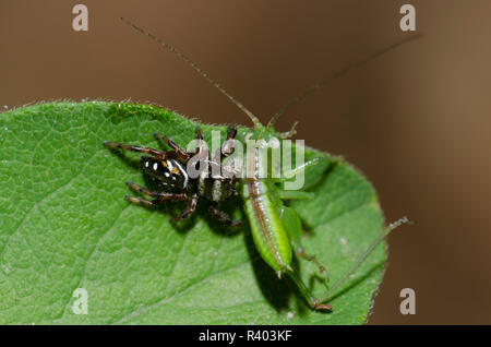 Jumping Spider, Paraphidippus aurantius, mit katydid, Familie Tettigoniidae, Nymphe Beute Stockfoto