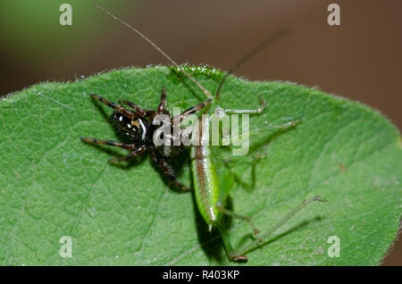 Jumping Spider, Paraphidippus aurantius, mit katydid, Familie Tettigoniidae, Nymphe Beute Stockfoto