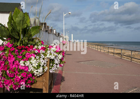 Gemischte Petunien in großen Pflanzen Container am Meer. Promenade, direkt am Meer, Luc-sur-Mer Stockfoto