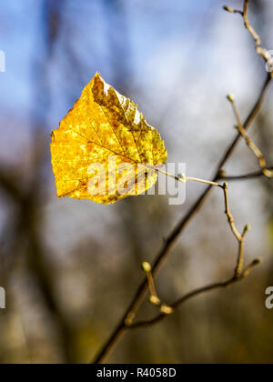 Das letzte Blatt der Baum im Herbst, blur Hintergrund Stockfoto