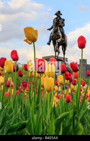 Boston, Massachusetts, USA. George Washington Statue mit Tulpen in den Vordergrund. Boston Public Garden. Stockfoto