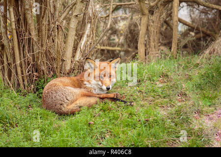 Eine städtische Red Fox eine Pause Stockfoto