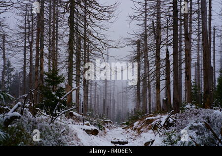 Eine romantische Wanderweg im Winter Forest. Mystischen Nebel im Nationalpark Harz, Deutschland. Stockfoto