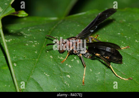 Paper Wasp, Feldwespe metricus, Weiblich Stockfoto