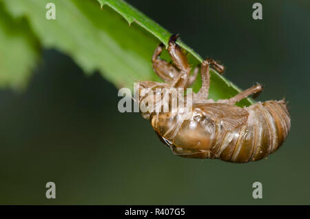 Lyric Zikade, Neotibicen lyricen, exuviae Stockfoto