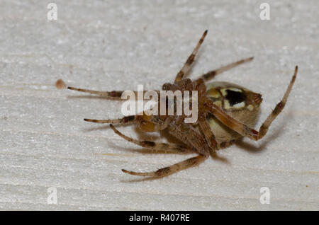 Männliche beschmutzt orb Weaver, Neoscona crucifera, durch weibliche Spinne Wespe gelähmt, Episyron biguttatus biguttatus Stockfoto