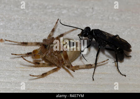 Spider Wasp, Episyron biguttatus biguttatus, Weibchen mit gelähmten Mann beschmutzt orb Weaver, Neoscona crucifera Stockfoto