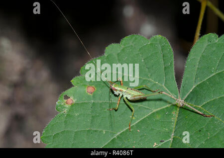 Bush, Katydid Scudderia sp., Nymphe Stockfoto