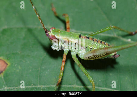 Bush, Katydid Scudderia sp., Nymphe Stockfoto