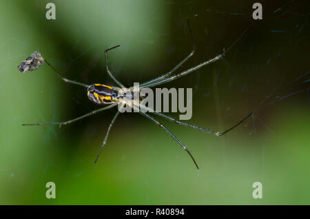 Sheetweb Spinne, Unterfamilie Linyphiinae Stockfoto