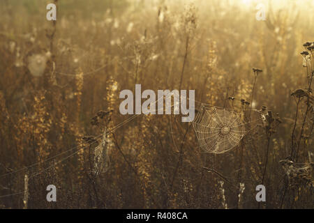 Trockenes Gras und Spinnennetz mit Tautropfen auf einem unscharfen Hintergrund Stockfoto
