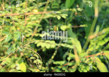 Schwarz und Gelb gefärbte scary Nephila pilipes (Northern golden orb Weber oder riesige Golden orb Weaver), Spider Stockfoto