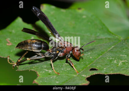 Paper Wasp, Feldwespe metricus, Weiblich Stockfoto