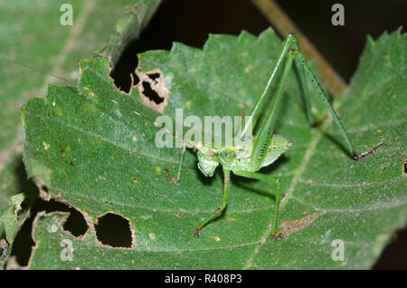 Bush, Katydid Scudderia sp., Nymphe Stockfoto