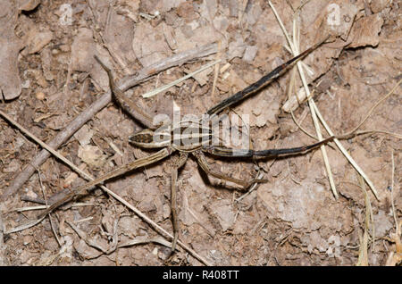 Tollwütigen Wolf Spider, Rabidosa rabida, männliche mit fehlenden Beine Stockfoto