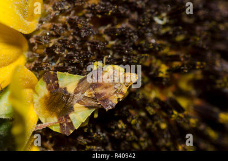 Gezackte Ambush Bug, Phymata sp., lauern in Ashy Sonnenblume, Helianthus Mollis Stockfoto