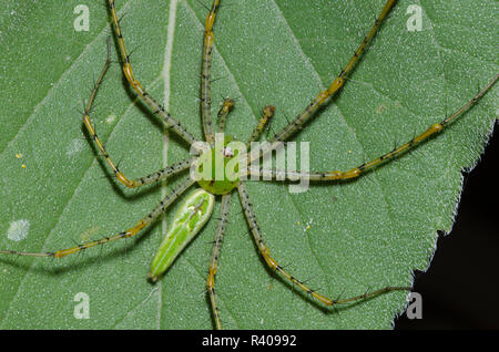Green Lynx Spider, Peucetia viridans, männlichen auf Ashy Sonnenblume, Helianthus Mollis, Blatt Stockfoto