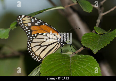 Monarch Danaus plexippus Stockfoto