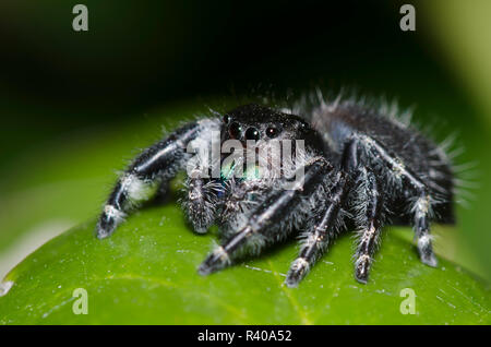 Bold Jumping Spider, Phidippus Audax, Weiblich Stockfoto