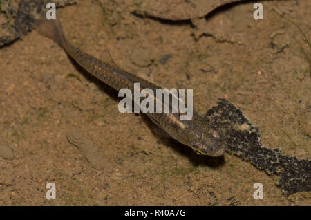 Western mosquitofish, Gambusia affinis Stockfoto
