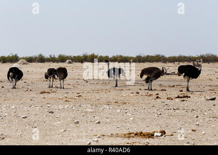 Strauß Struthio camelus, in Etosha, Namibia Stockfoto