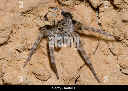 Wolf Spider, Arctosa littoralis im Fuchsbau Stockfoto