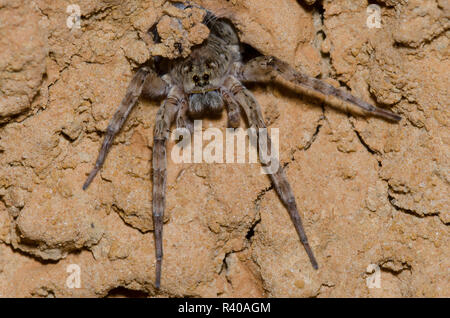 Wolf Spider, Arctosa littoralis im Fuchsbau Stockfoto