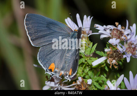 Grau Hairstreak, Strymon melinus, Aster, Symphyotrichum sp. Stockfoto