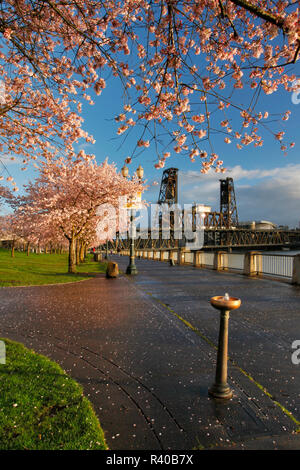 USA, Oregon, Portland. Blühende Kirschbäume entlang Willamette River. Kredit als: Steve Terrill/Jaynes Galerie/DanitaDelimont.com Stockfoto