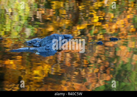 Rogue River fließt und Abholung reflektierende Farben des Herbstes Stockfoto