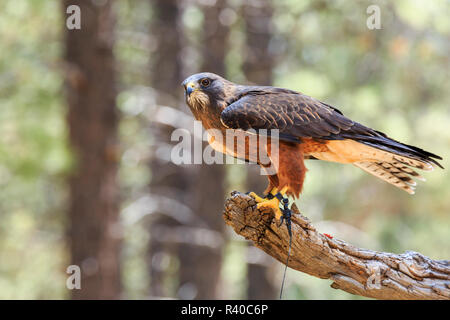 USA, östlichen Oregon, Bend, Raptors in der Wüste Himmel. High Desert Museum. Stockfoto