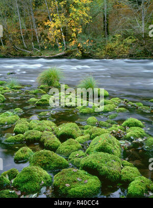 USA, Oregon, Willamette National Forest, McKenzie River, moosbedeckten Felsen und Herbst gefärbten Ahorn. Stockfoto