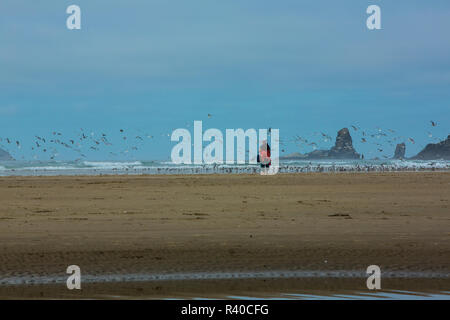 Cannon Beach, Oregon. Frau auf der Suche im Heuhaufen Felsen am Strand und wird durch eine Kolonie von fliegenden Möwen Stockfoto