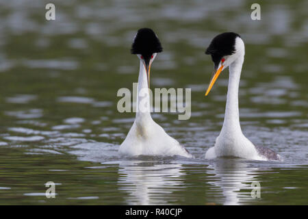 Clarks Grebe paar, Balz Stockfoto