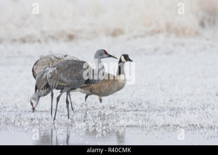 Kanadakraniche und Kanadagans, frostigen Frühling Morgen Stockfoto