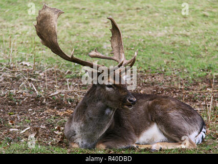 Schlafende Damwild Dama Dama Stockfoto