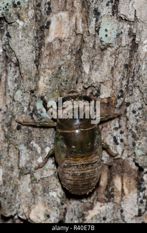 Lyric Zikade, Neotibicen lyricen, mausern, Nymphe, Crawling Baum Stockfoto