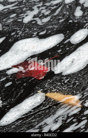 USA, Michigan. Tannin abstrakte Schaum Designs und schwimmende Blätter auf dem Black River, Black River Gorge Scenic Byway, Stachelschwein Wilderness Area. Stockfoto