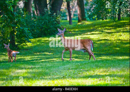 USA, Minnesota Mendota Heights, Krankenpflege White-tailed Doe und Fawn Stockfoto