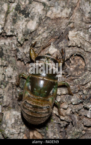 Lyric Zikade, Neotibicen lyricen, mausern, Nymphe, Crawling Baum Stockfoto