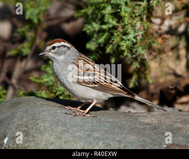 USA, Minnesota Mendota Heights, Mohican Lane, Chipping Sparrow Stockfoto