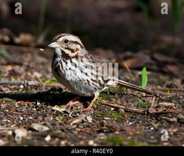 USA, Minnesota Mendota Heights, Mohican Lane, Song sparrow Stockfoto