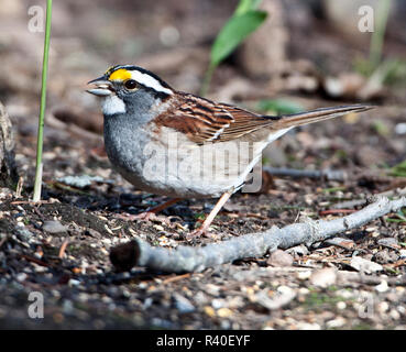 USA, Minnesota Mendota Heights, Mohican Lane, White-throated Sparrow Stockfoto