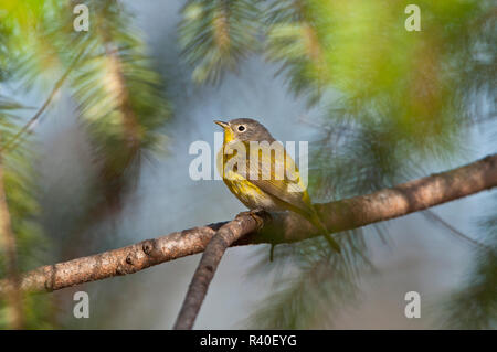 USA, Minnesota Mendota Heights, Mohican Lane, Nashville Warbler Stockfoto