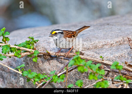 USA, Minnesota Mendota Heights, Mohican Lane, White-throated Sparrow Stockfoto