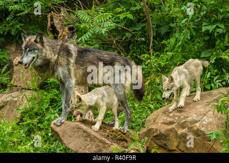 USA, Minnesota, Minnesota Wild Verbindung. Captive gray Wolf Erwachsene und Welpen. Stockfoto