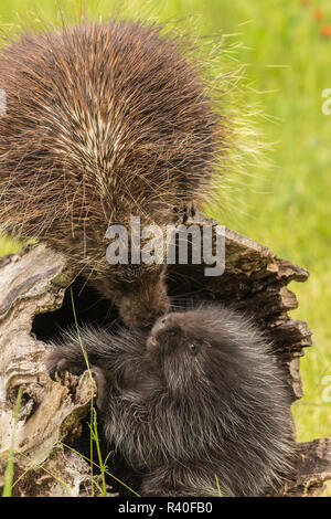 USA, Minnesota, Minnesota Wild Verbindung. Captive erwachsene und junge stachelschweine. Stockfoto