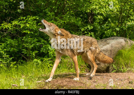 USA, Minnesota, Minnesota Wild Verbindung. Captive coyote heult. Stockfoto