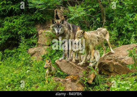 USA, Minnesota, Minnesota Wild Verbindung. Captive gray Wolf Erwachsene und Welpen. Stockfoto